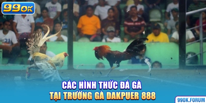 Các hình thức đá gà tại trường gà Dakpuer 888