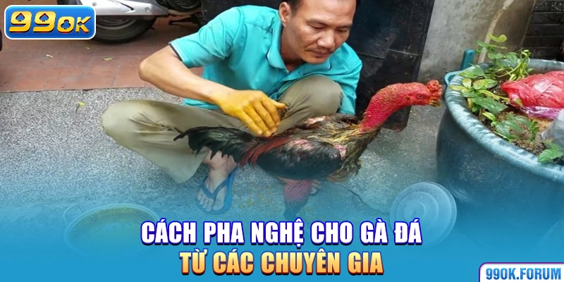 Cách pha nghệ cho gà đá từ các chuyên gia