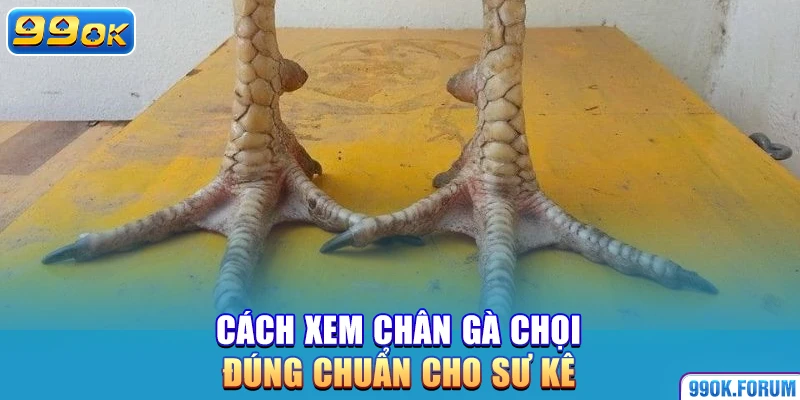 Cách xem chân gà chọi đúng chuẩn cho sư kê