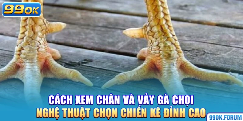 Cách Xem Chân Và Vảy Gà Chọi – Nghệ Thuật Chọn Chiến Kê Đỉnh Cao