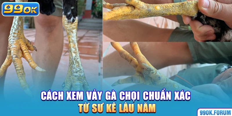 Cách xem vảy gà chọi chuẩn xác từ sư kê lâu năm
