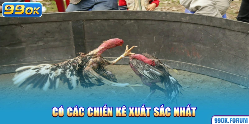 Có các chiến kê xuất sắc nhất