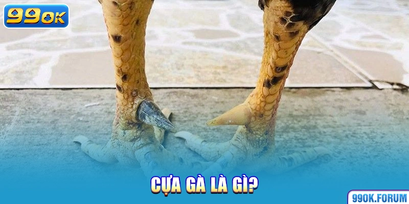 Cựa gà là gì?