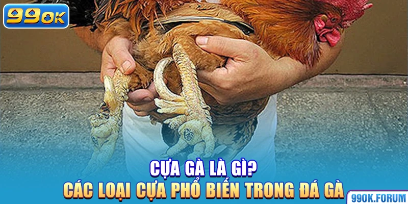 Cựa Gà Là Gì? Các Loại Cựa Phổ Biến Trong Đá Gà