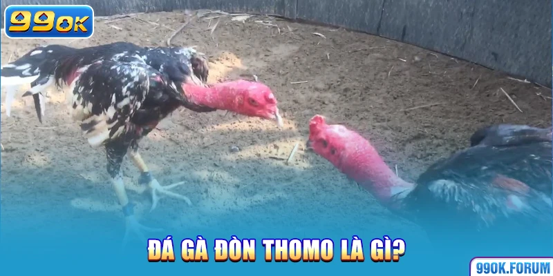 Đá gà đòn Thomo là gì?