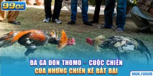 Đá Gà Đòn Thomo – Cuộc Chiến Của Những Chiến Kê Bất Bại