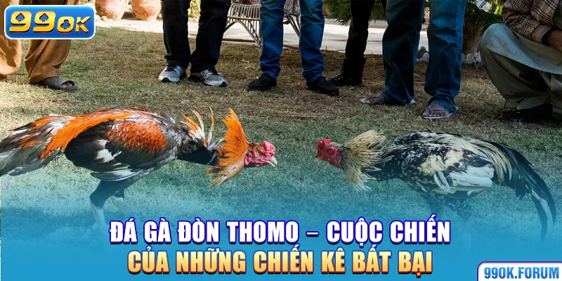 Đá Gà Đòn Thomo – Cuộc Chiến Của Những Chiến Kê Bất Bại