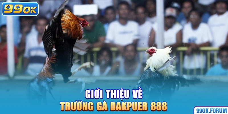 Giới thiệu về trường gà Dakpuer 888