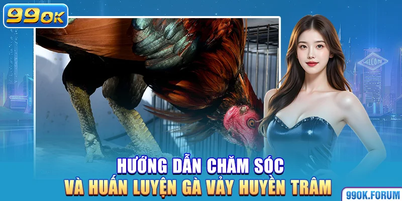 Hướng dẫn chăm sóc và huấn luyện gà vảy huyền trâm 