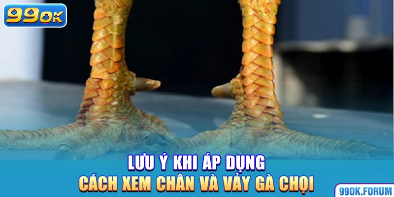 Lưu ý khi áp dụng cách xem chân và vảy gà chọi