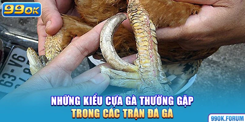 Những kiểu cựa gà thường gặp trong các trận đá gà