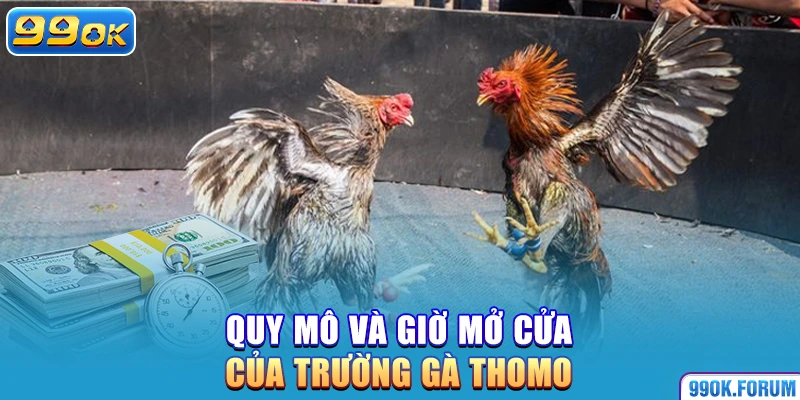 Quy mô và giờ mở cửa của trường gà Thomo