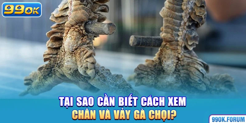 Tại sao cần biết cách xem chân và vảy gà chọi?