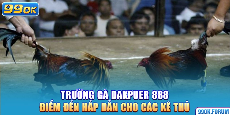 Trường Gà Dakpuer 888: Điểm Đến Hấp Dẫn Cho Các Kê Thủ