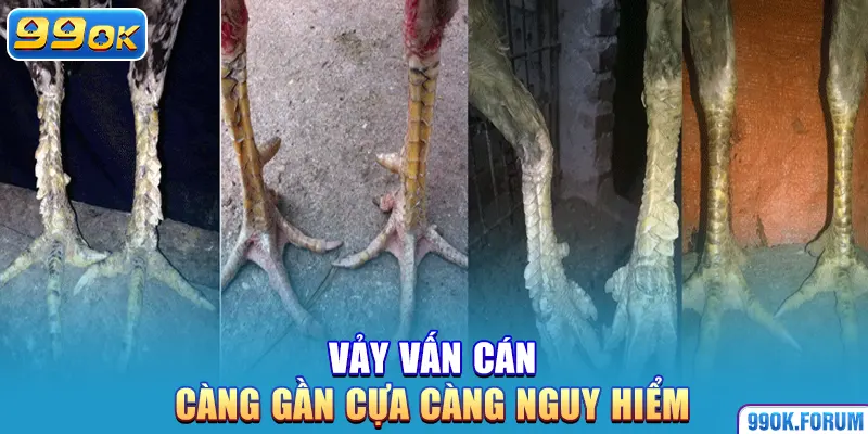 Vảy vấn cán – Càng gần cựa càng nguy hiểm