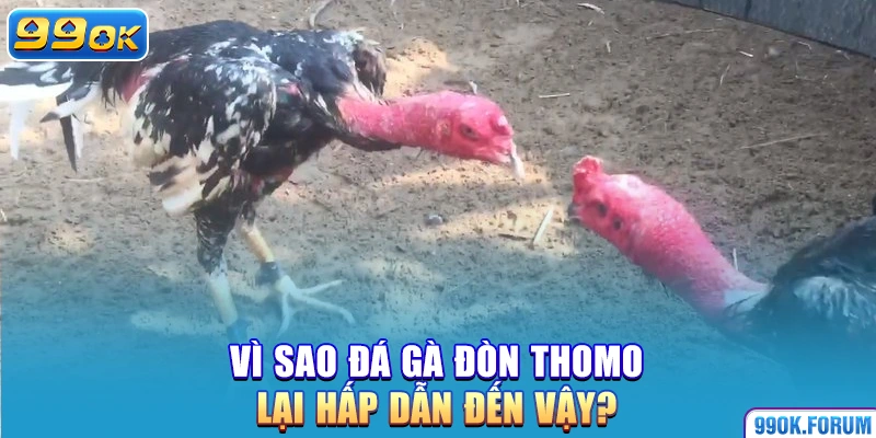 Vì sao đá gà đòn Thomo lại hấp dẫn đến vậy?