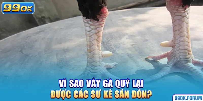Vì sao vảy gà quý lại được các sư kê săn đón?