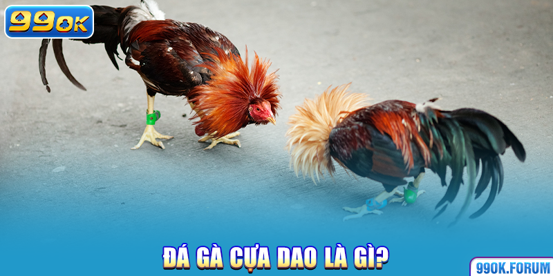 Đá gà cựa dao là gì?