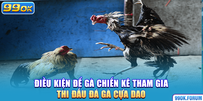 Điều kiện để gà chiến kê tham gia thi đấu đá gà cựa dao