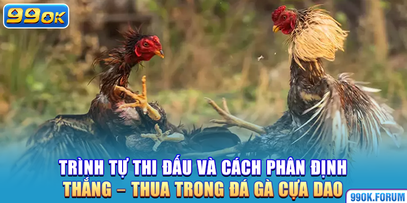 Trình tự thi đấu và cách phân định thắng – thua trong đá gà cựa dao