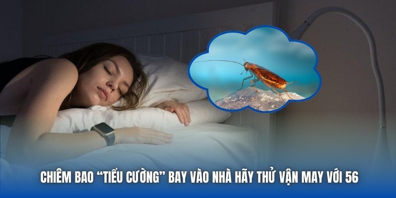 Chiêm bao “tiểu cường” bay vào nhà hãy thử vận may với 56