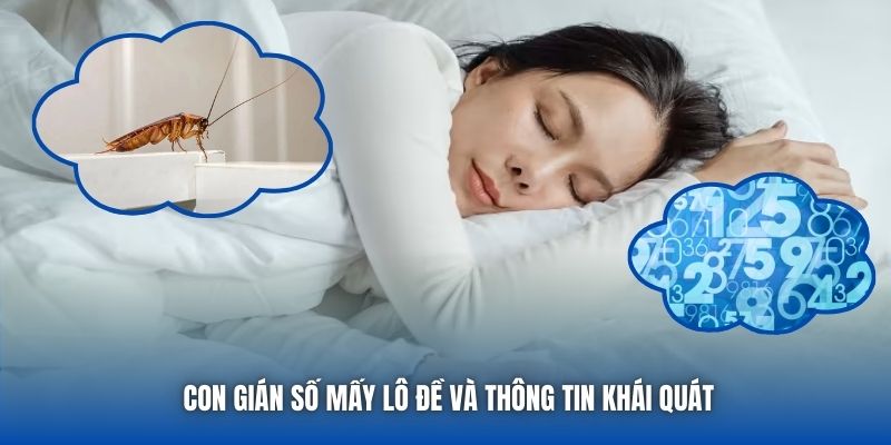 Con gián số mấy lô đề và thông tin khái quát