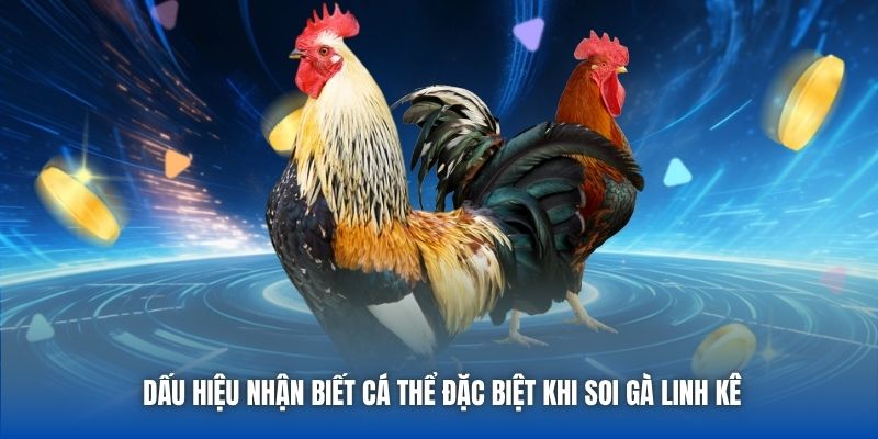 Dấu hiệu nhận biết cá thể đặc biệt khi soi gà linh kê