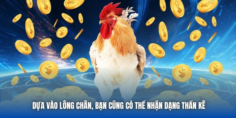 Dựa vào lông chân, bạn cũng có thể nhận dạng thần kê