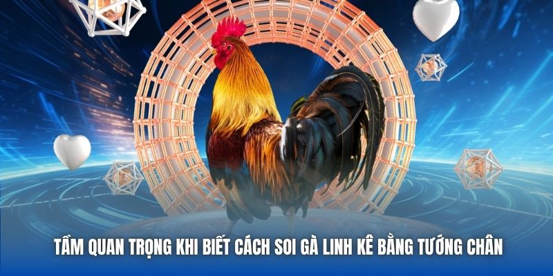 Tầm quan trọng khi biết cách soi gà linh kê bằng tướng chân