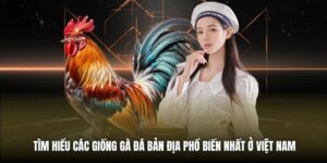 Tìm Hiểu Các Giống Gà Đá Bản Địa Phổ Biến Nhất Ở Việt Nam