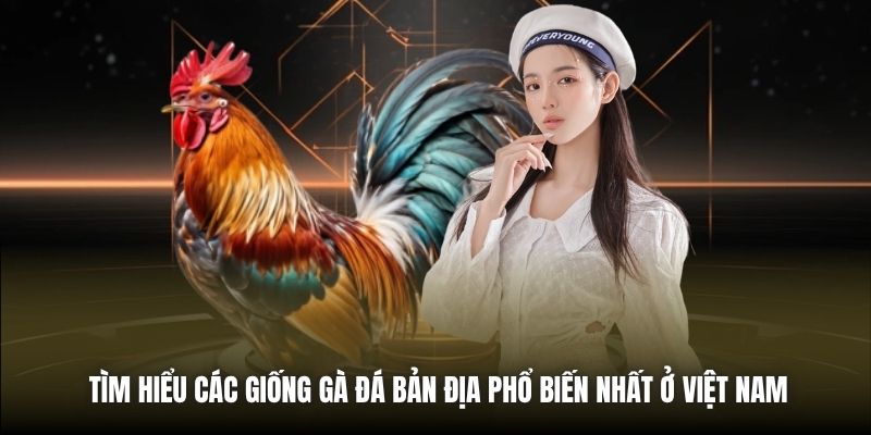 Tìm Hiểu Các Giống Gà Đá Bản Địa Phổ Biến Nhất Ở Việt Nam