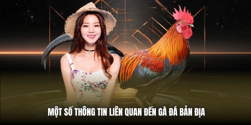 Một số thông tin liên quan đến gà đá bản địa